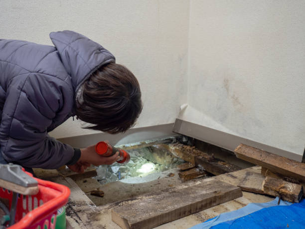 Best Mold Remediation for Healthcare Facilities  in White Sulphur Springs, MT